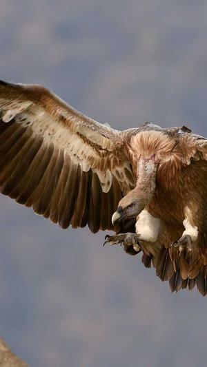 吃瓜视频三口吃截图5