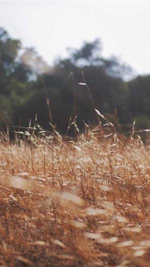 早上吃哈密瓜截图1