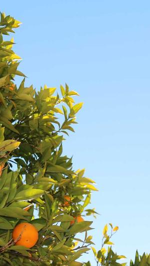 黑料不打烊收藏最多截图4