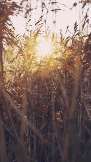 吃哈密瓜有什么坏处截图3