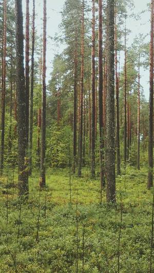 佛手瓜可以吃吗截图2