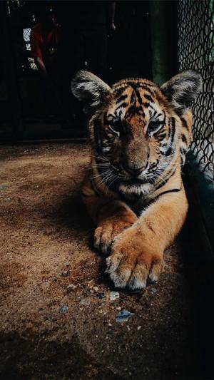 豪门世家女配吃瓜日常截图5