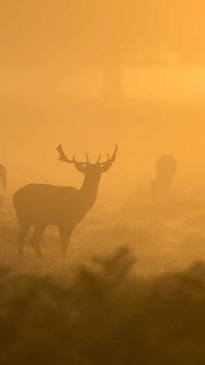 脸红dearie的黑料截图1