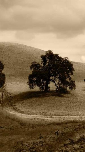 哈密瓜能蒸着吃吗截图2